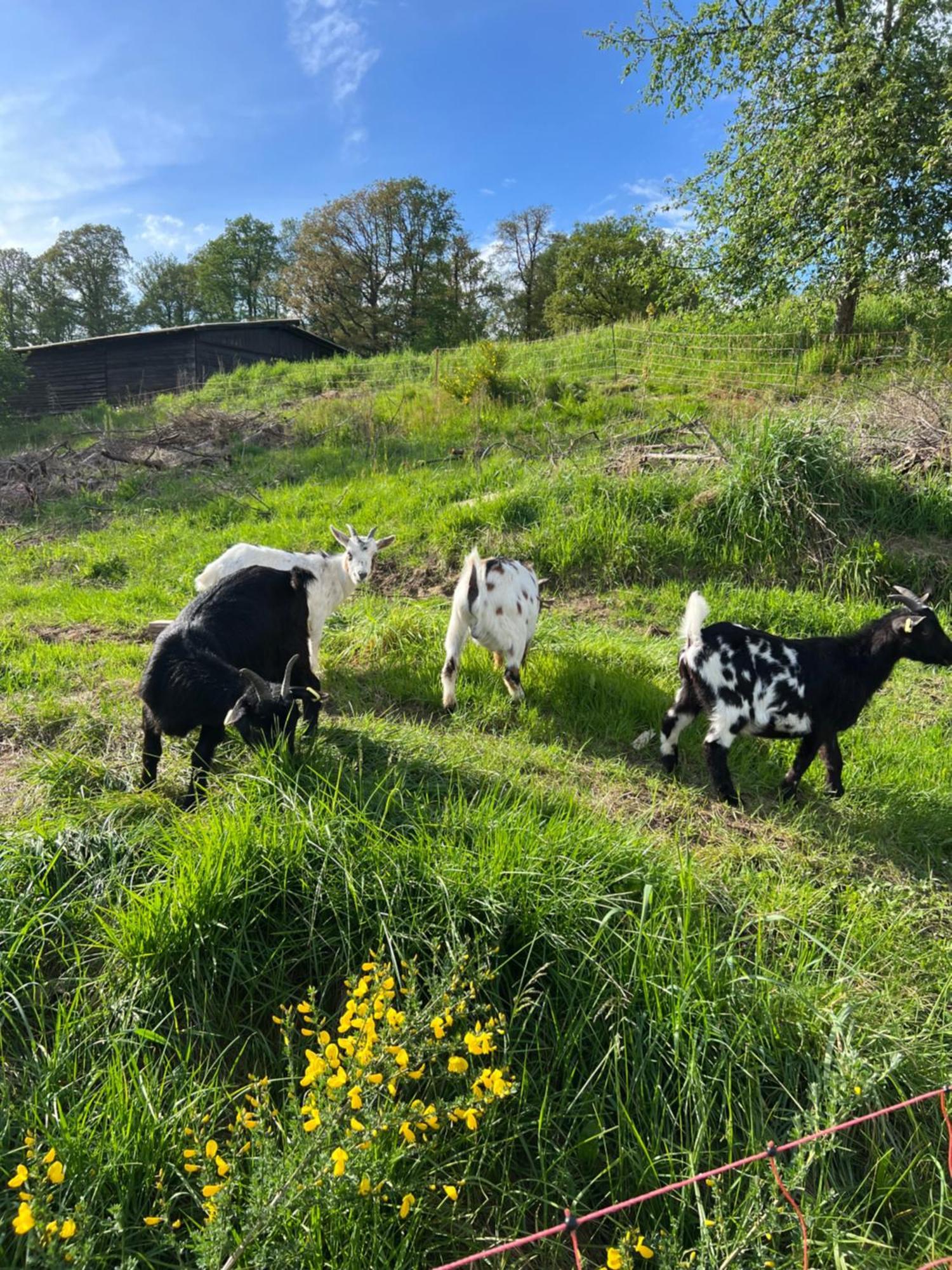 Bornhahn - Idylle Im Westerwald Katzwinkel  Екстер'єр фото